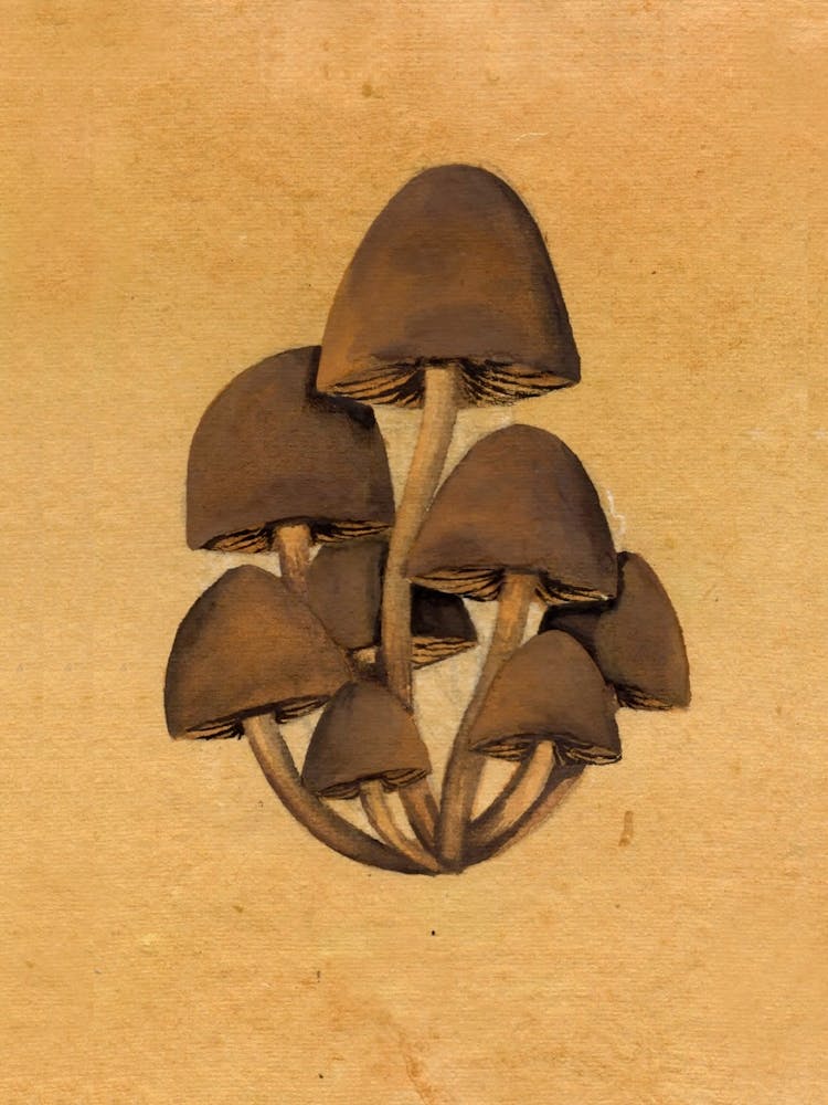 Beech Mushrooms Nature