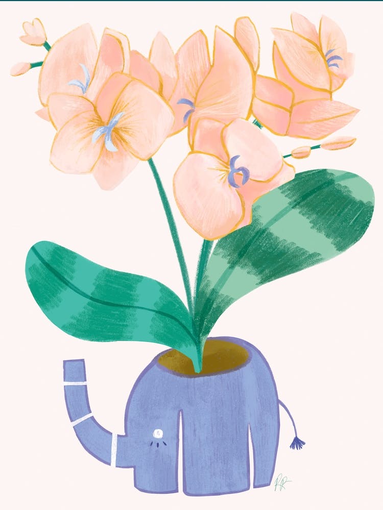 Elefanten-Orchidee