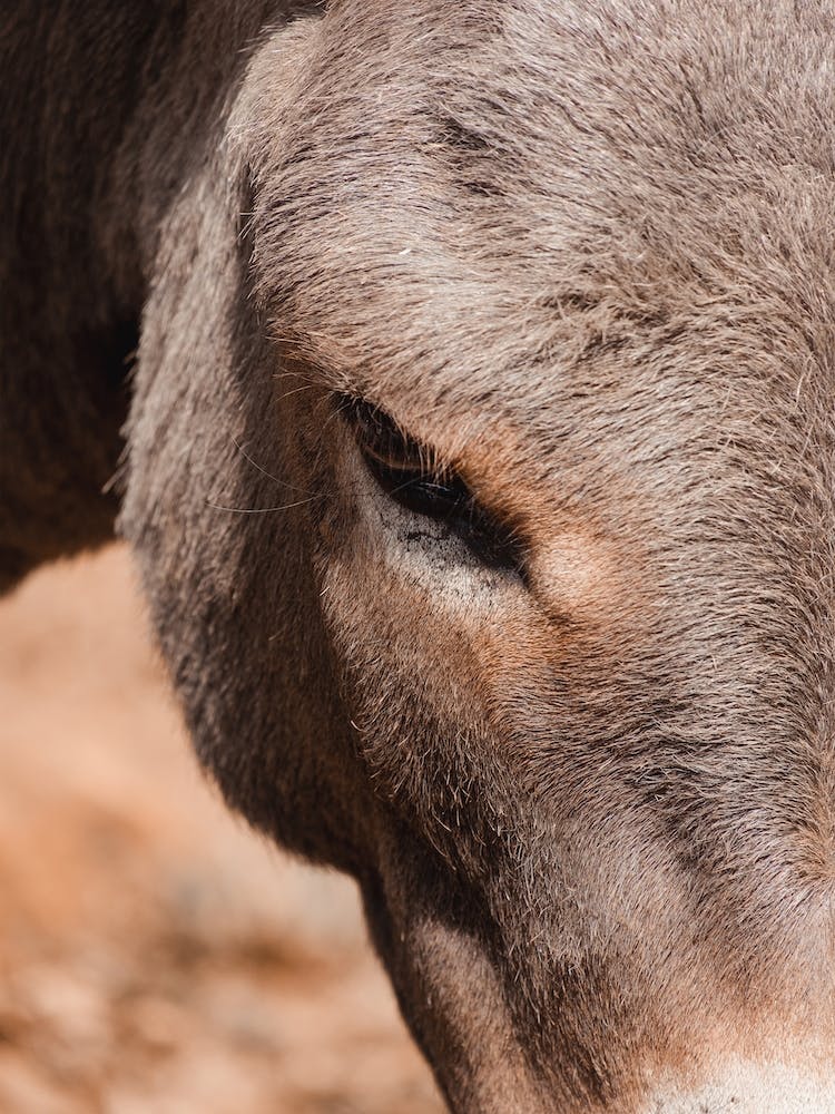 Donkey Profile