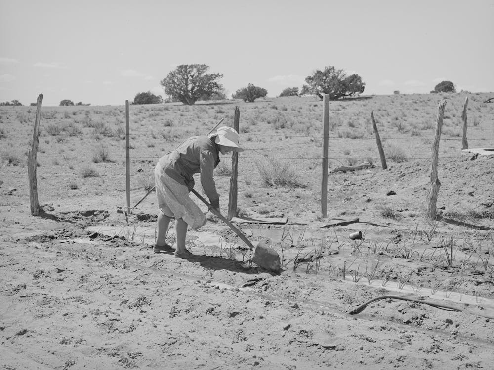 Untitled Photo, Possibly Related To Mrs, George Hutton Irrigating Her Garden, The Huttons Have Ample Water At Their Farm