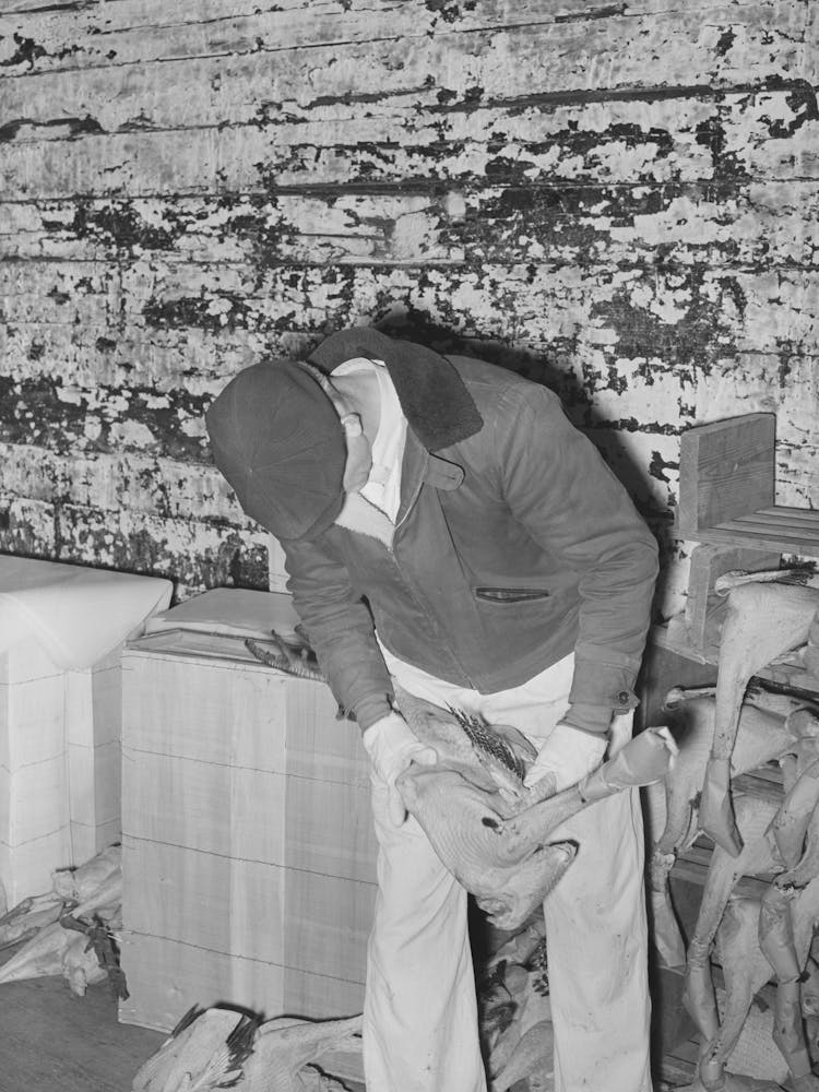 Grading Turkeys At Cold Storage Plant, Brownwood, Texas By Russell Lee
