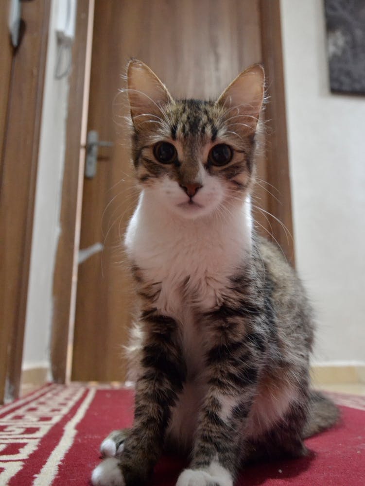 Cat Sitting On A Rug