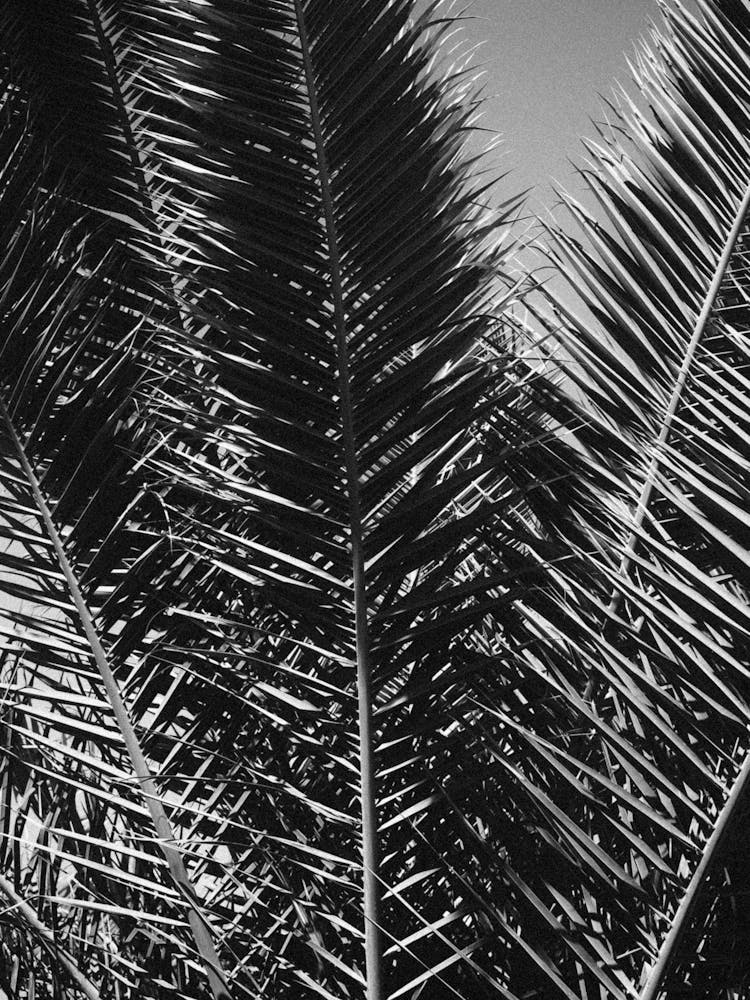 Palmblätter in Schwarz & Weiß // Ibiza Natur & Reisefotografie