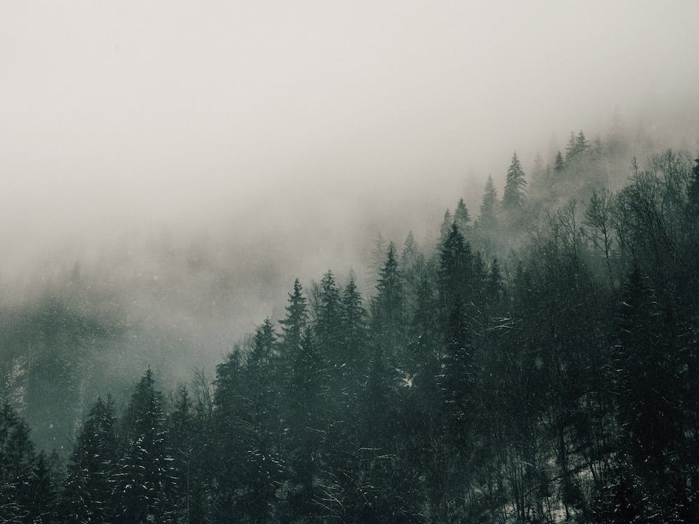 Misty Forest Views