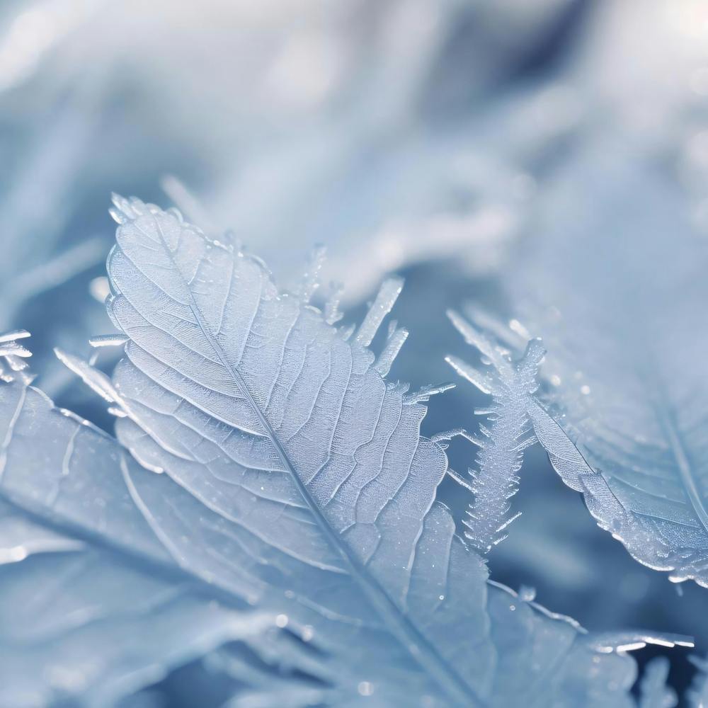 Frosty Leaves 6