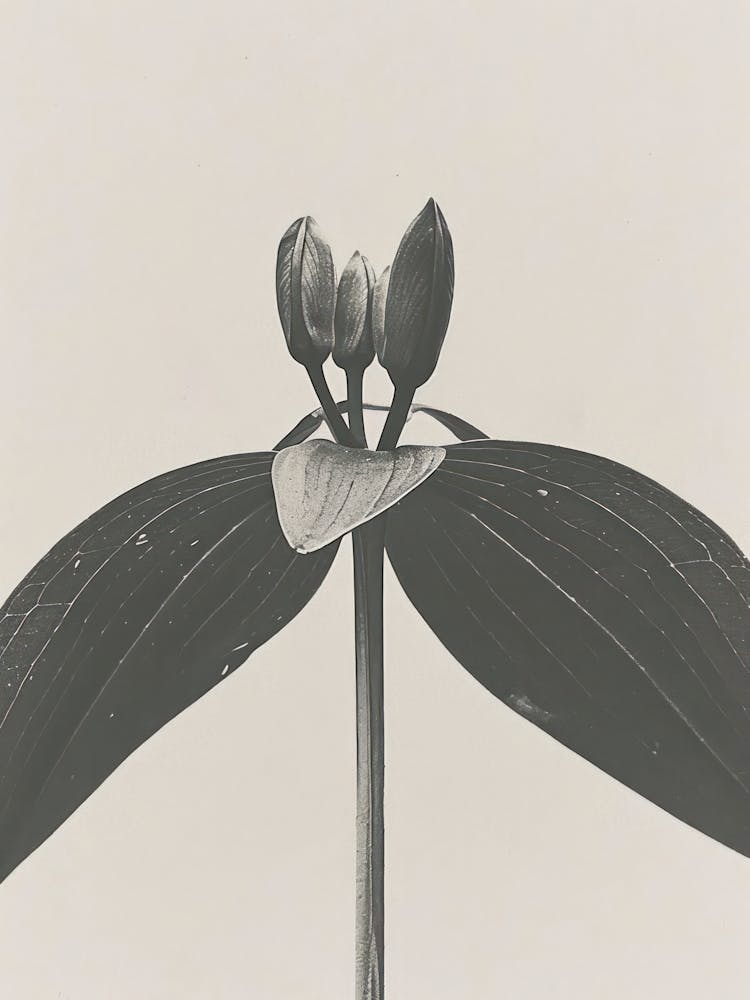 Lily Flower Photo Collage 3