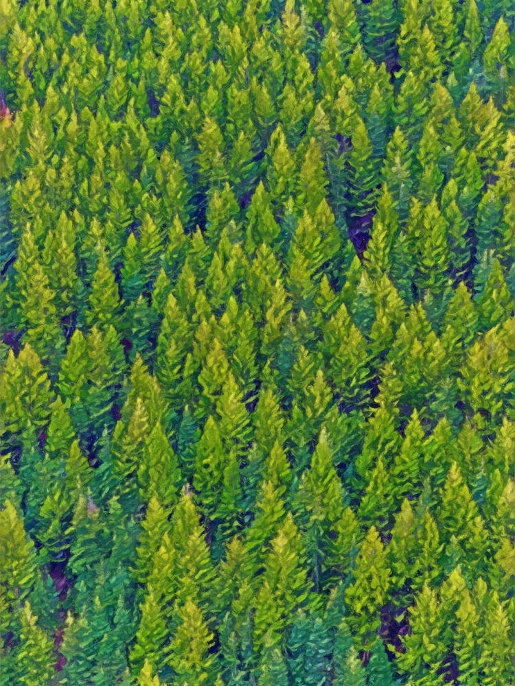 Verdant Canopy Lush Pine Forest In Vibrant Green Hues
