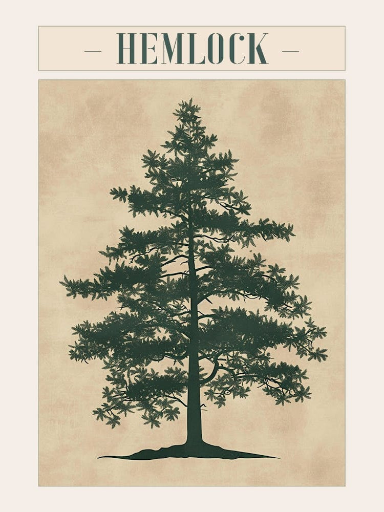 Hemlock Tree Minimal Japandi Illustration 3 Poster