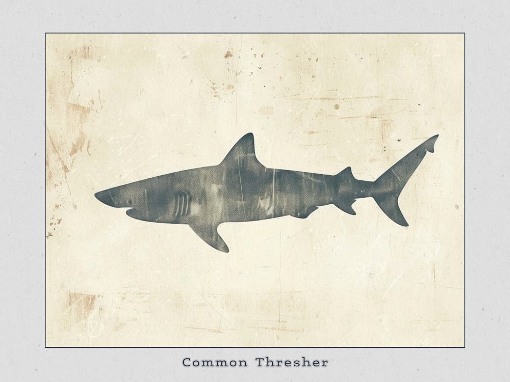 Common Thresher Shark Silhouette 2 Poster