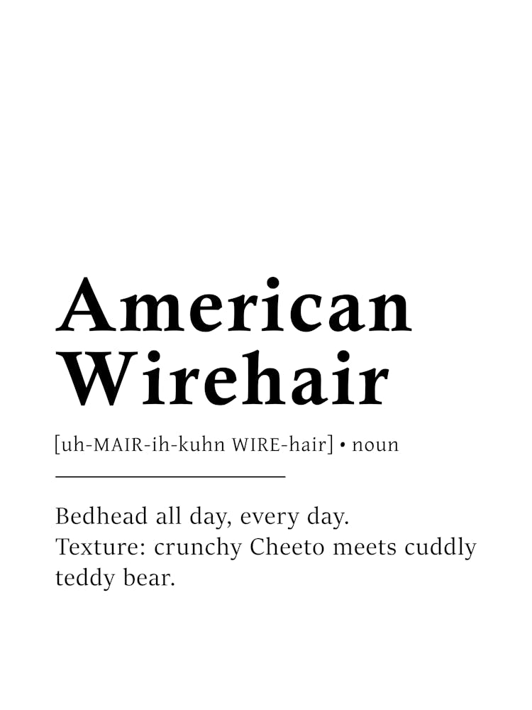 American Wirehair Definition Poster - Dictionary