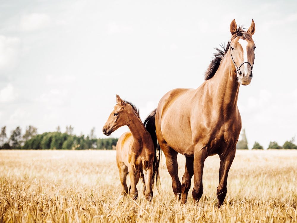 Horse And Foal