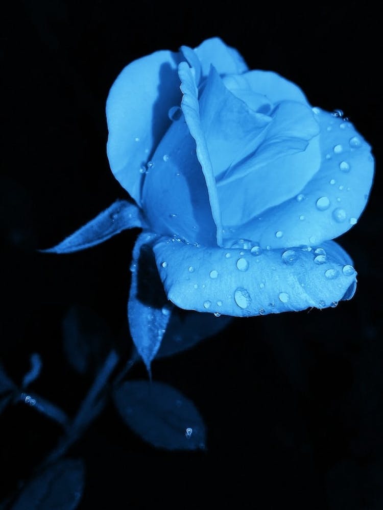 Rose Bleue