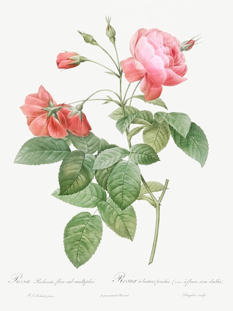 Boursault Rose, Pierre Joseph Redoute (2)