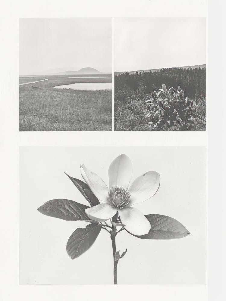 Magnolia Flower Photo Collage 3