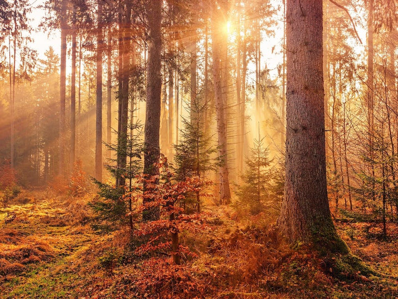 Warm Autumn Sunrise