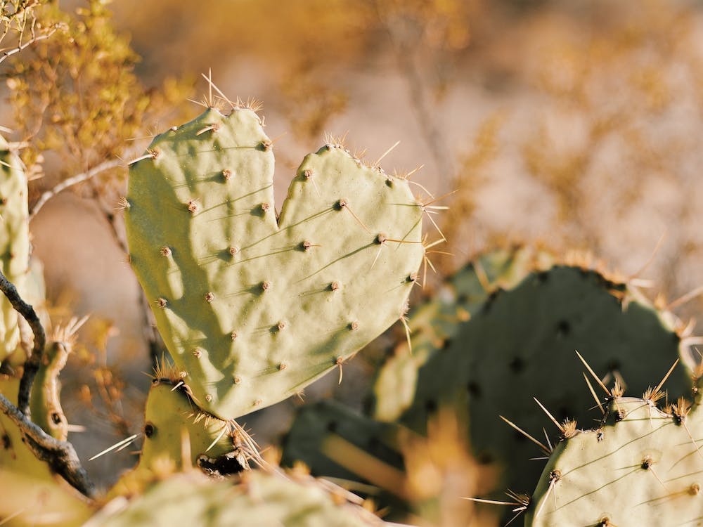 Cactus Heart