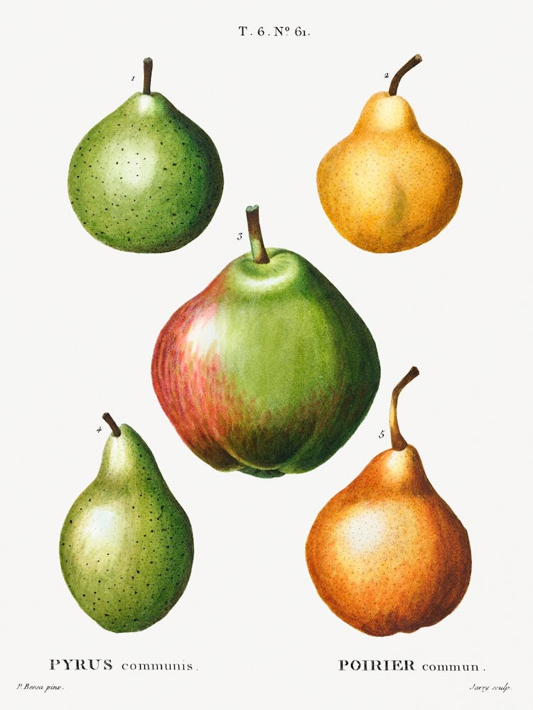 Poire, Pyrus Communis, Pierre Joseph Redoute