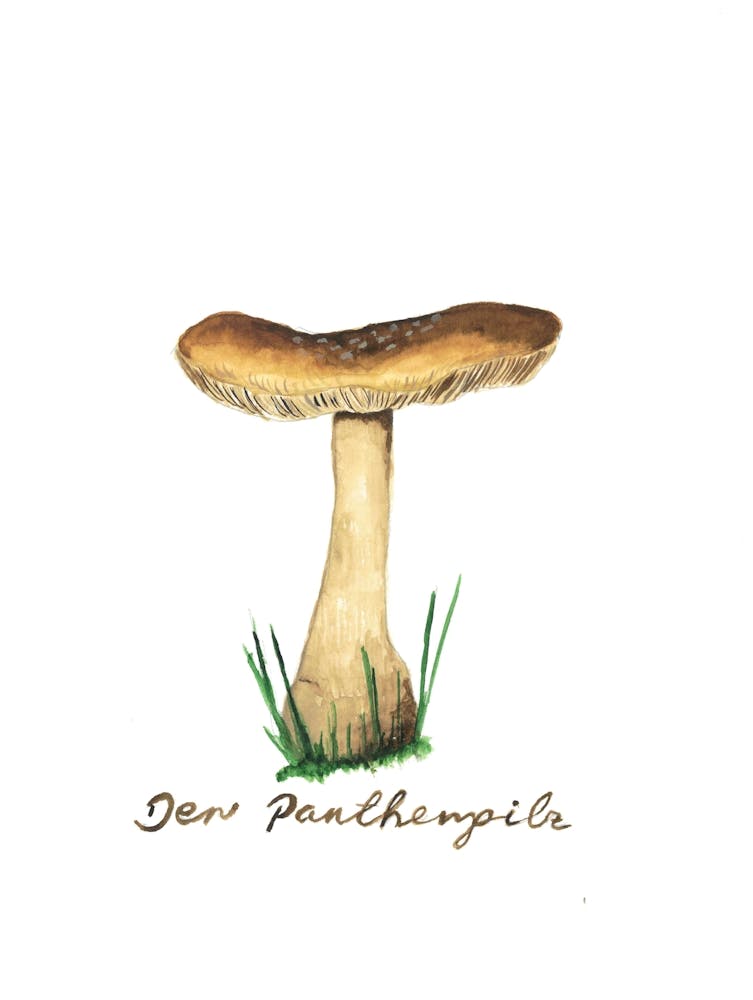 Der Pantherpilz