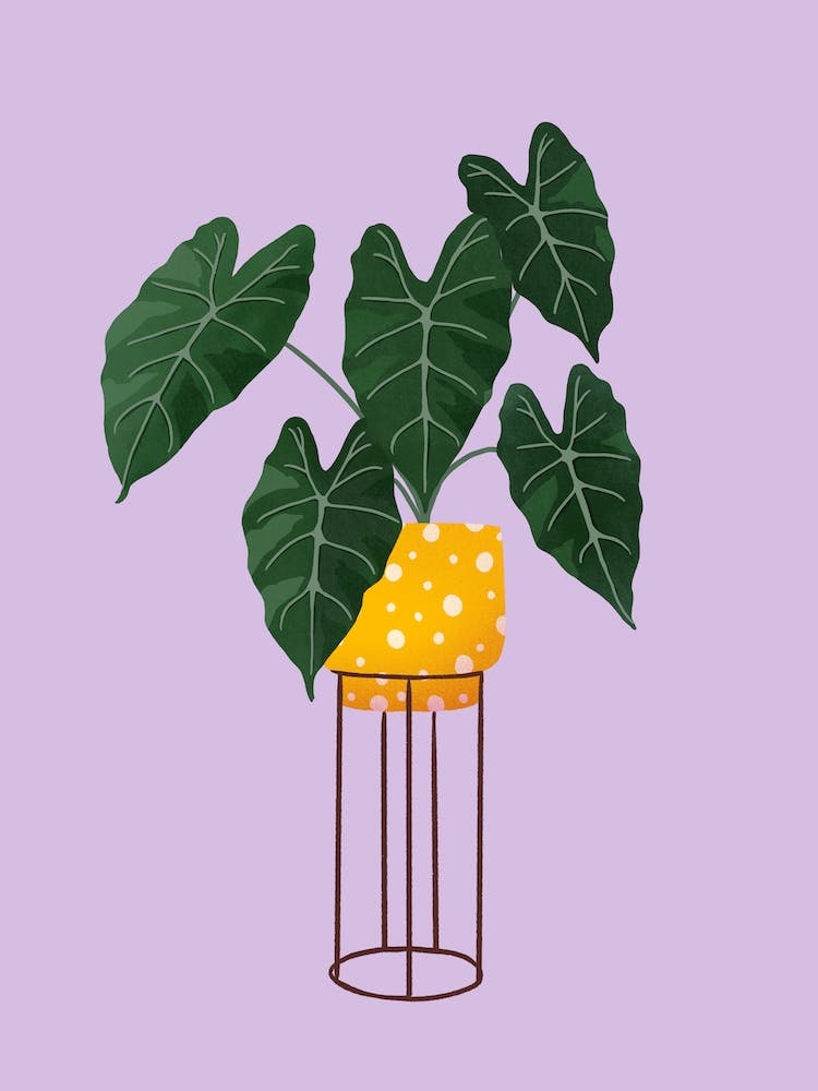 Philodendron On Purple