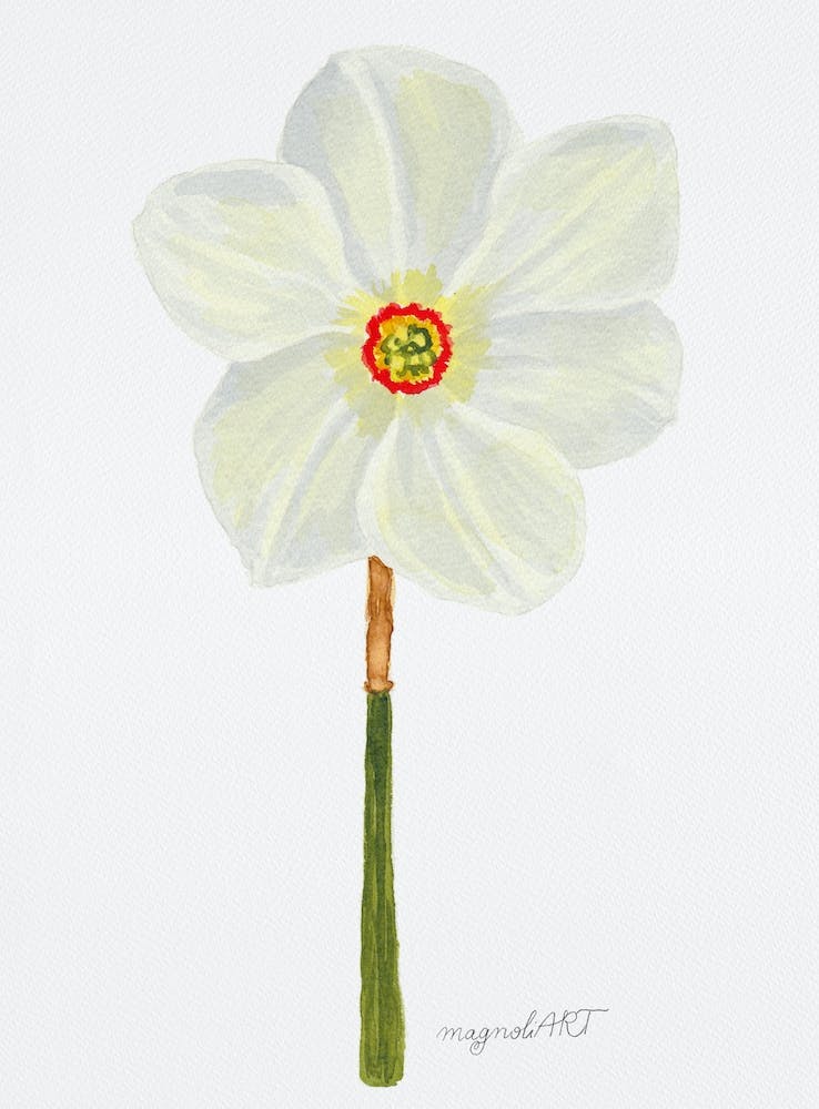 Daffodil 7