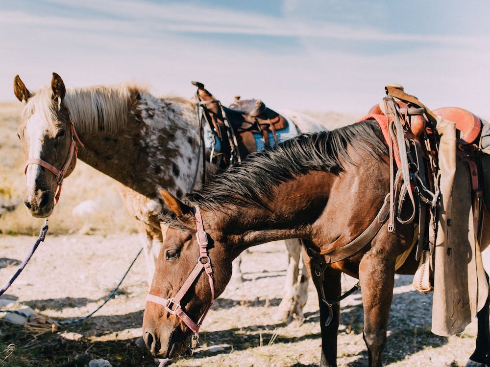 Horses And Desert