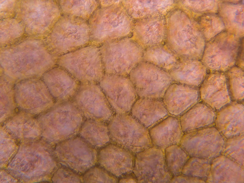 Tomato Under The Microscope