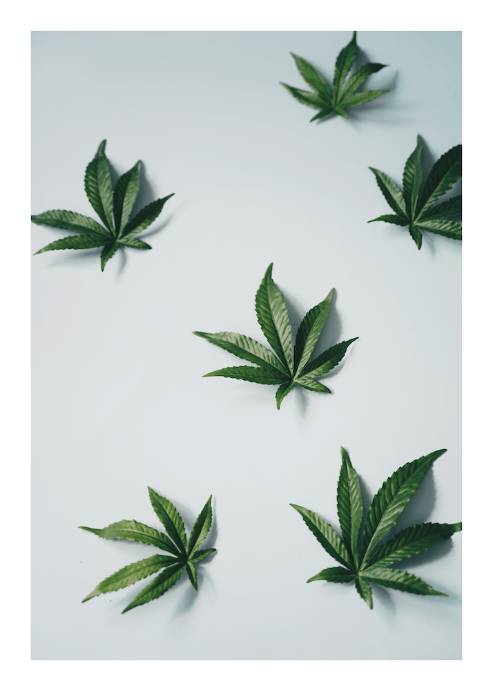 Cannabis Plants