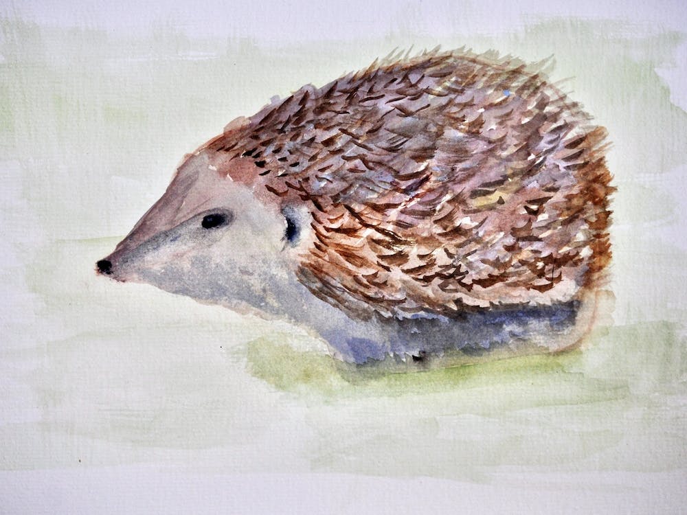 Hedgehog