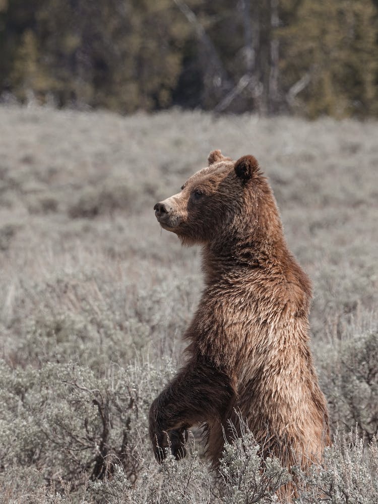 Ours Debout