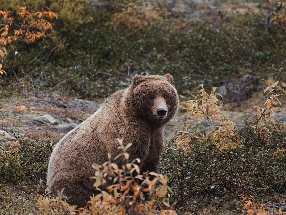 Autumn Brown Bear