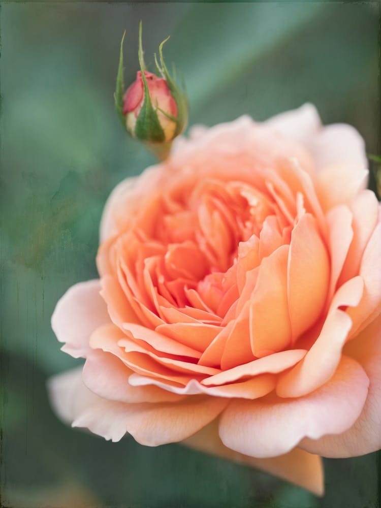 Peach Rose