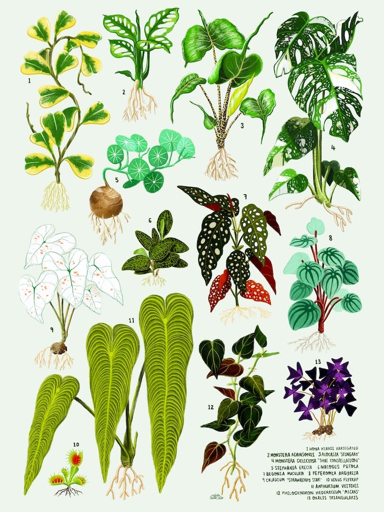 Houseplants Vol 1