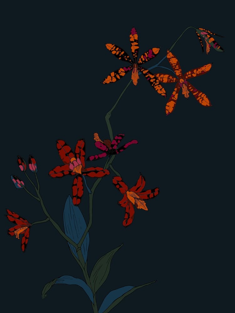 Fiery Orchids