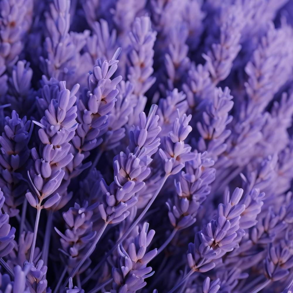Lavender Flowers 12