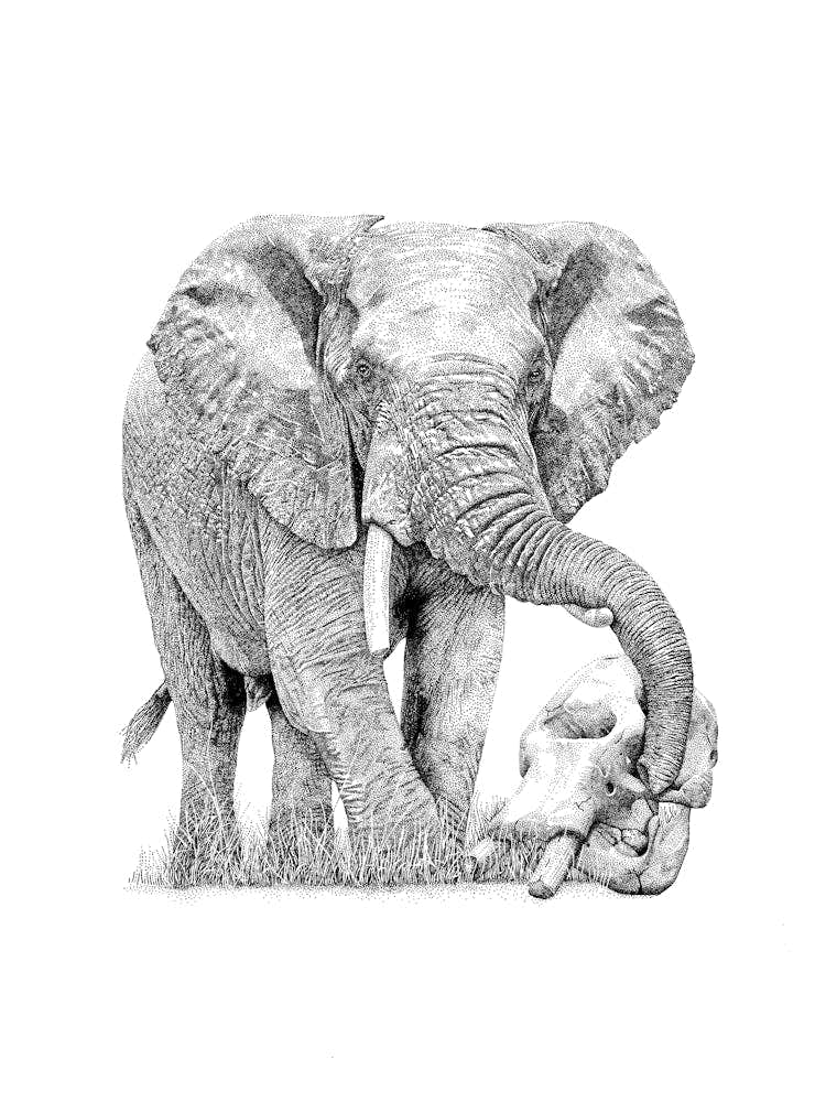 Elephant Artwork - Wildlife