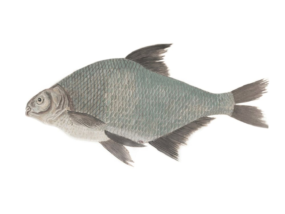 Tilapia