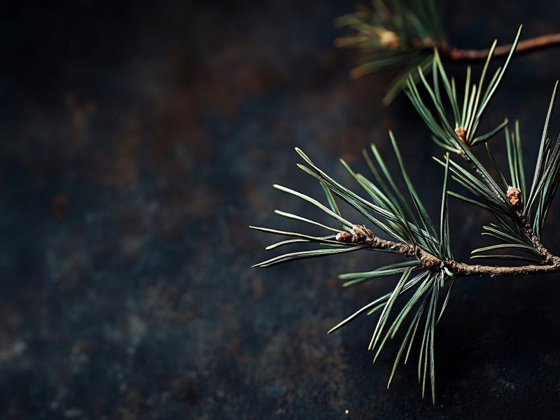 Pine Branch Isolated On Black Background