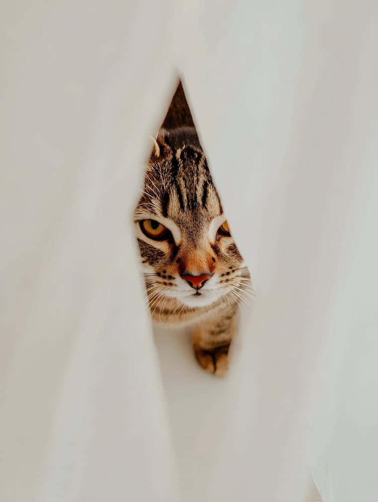 Cat Peeking Out Of A Curtain