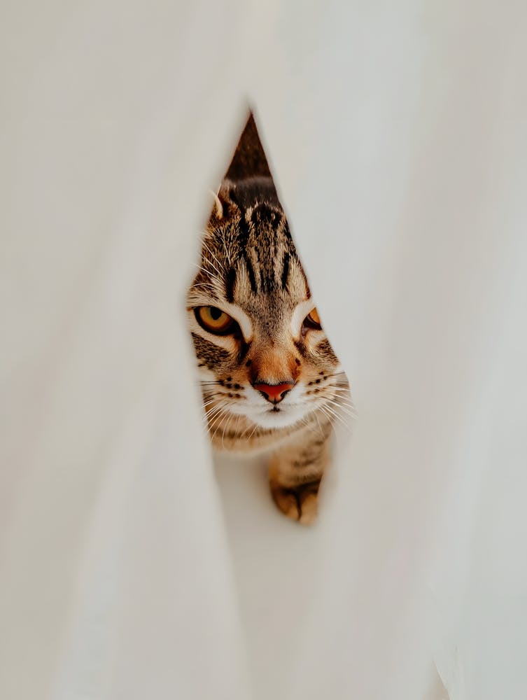 Cat Peeking Out Of A Curtain