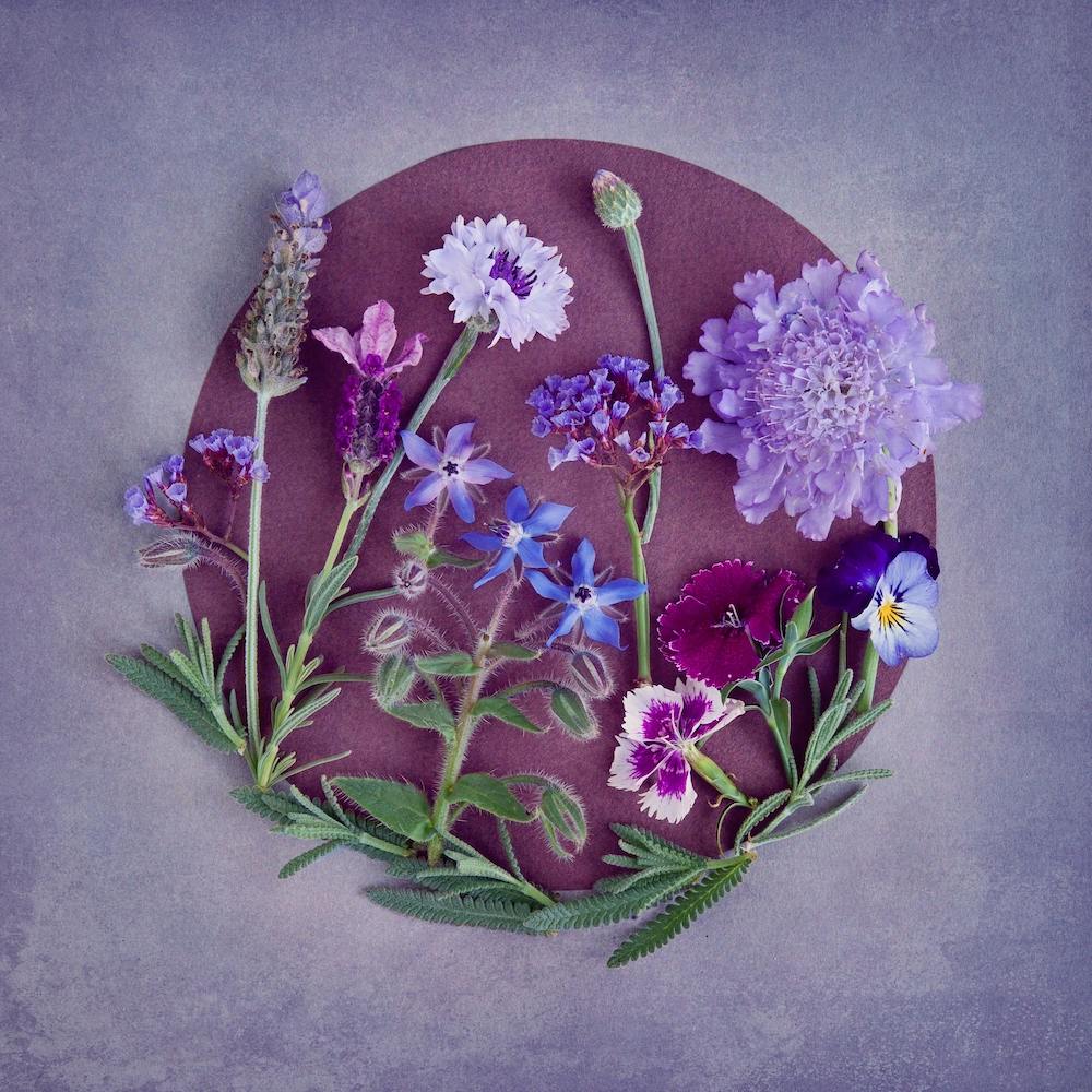 The Secret Garden Lilac