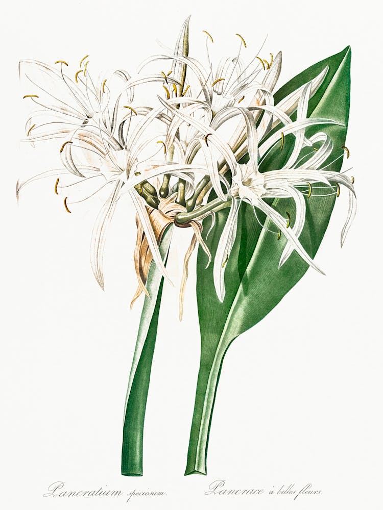 Green Tinge Spiderlily, Pierre Joseph Redoute