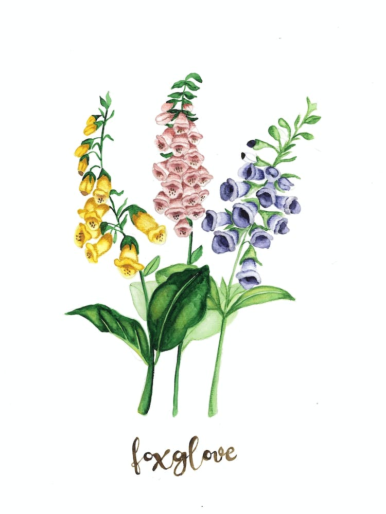 Foxglove Trio