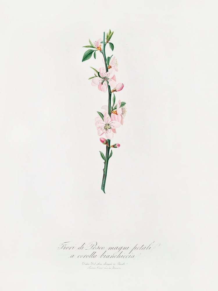 Peach Flower (Prunus Persica) From Pomona Italiana (1817 1839), Giorgio Gallesio 1