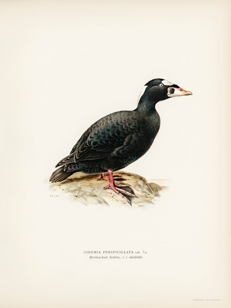Surf Scoter Male, The Von Wright Brothers