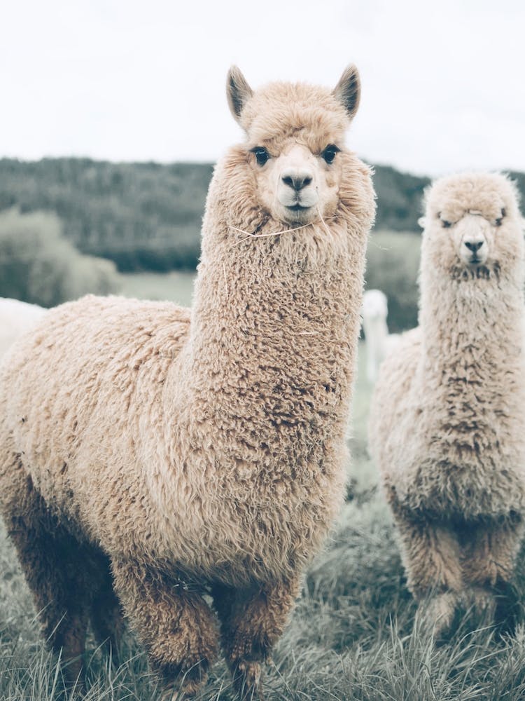 Farmhouse Llama