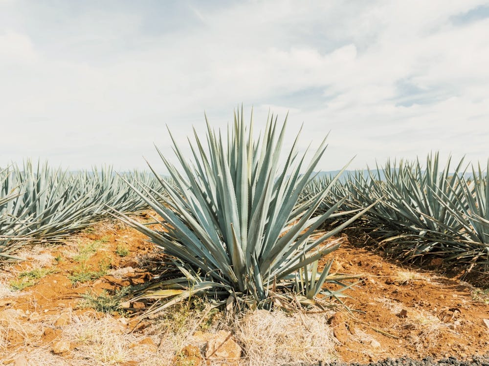 Mexican Agave Farm
