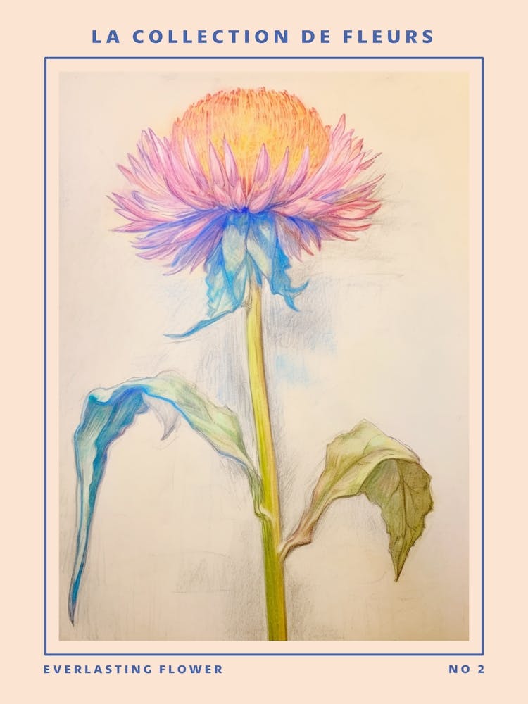 Everlasting Flower 2 French Flower Botanical Poster