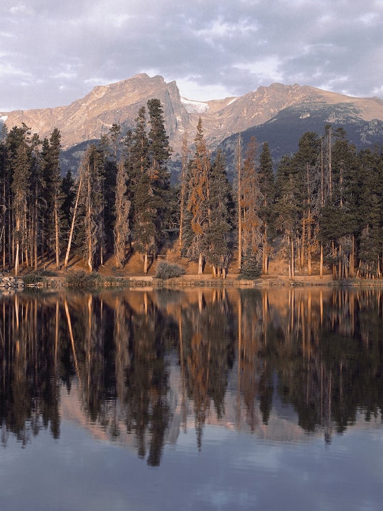 Lake In The Forest