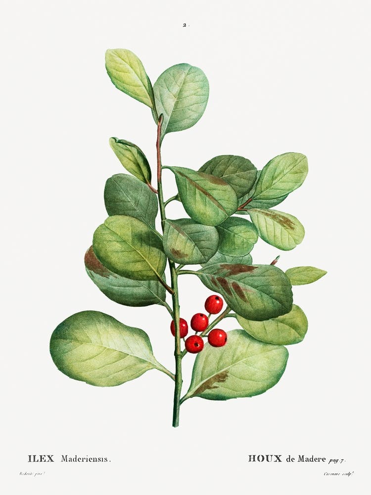 Ilex Maderiensis, Pierre Joseph Redoute