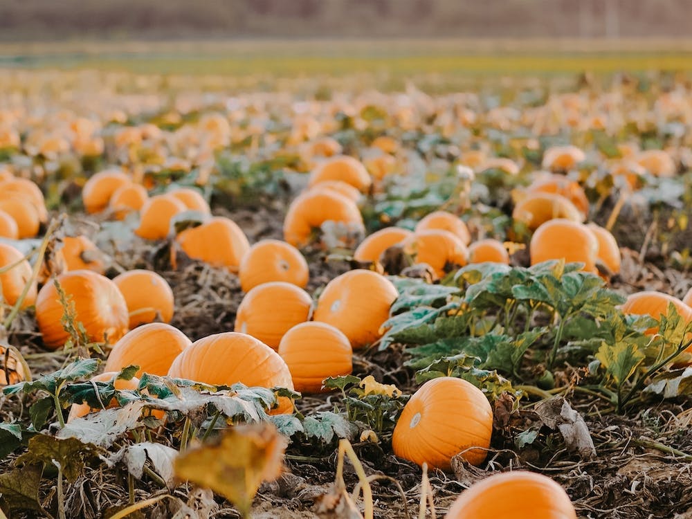 Pumpkin Patch